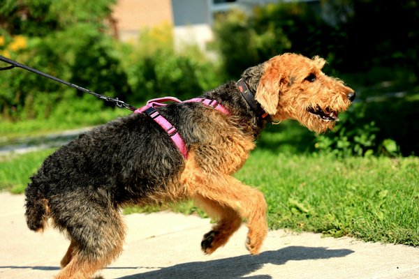What are the symptoms of allergic reactions to vaccines in a Welsh Terrier and how should they be handled?
