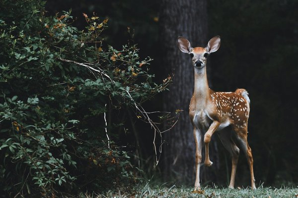 What are the consequences of the UK's recent urban expansion on local deer populations?