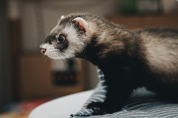 What are the safety precautions for taking a pet ferret to a UK public park?