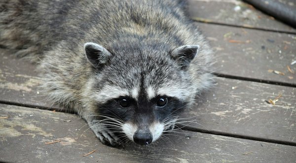 How to ensure nutritional balance in a homemade diet for a pet raccoon?